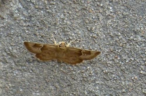 Sarangesa phidyle